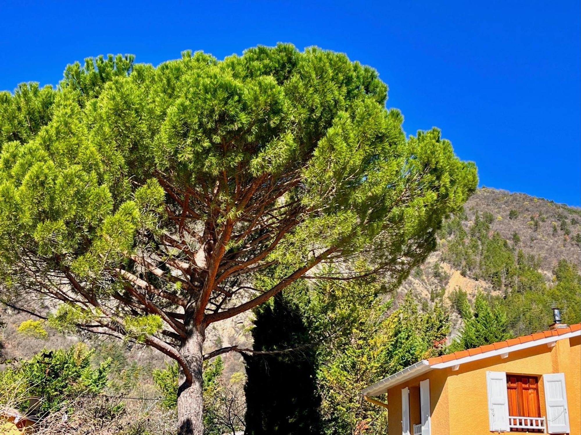 Chambres D'Hotes - Le Pin Des Arches Digne-les-Bains ภายนอก รูปภาพ
